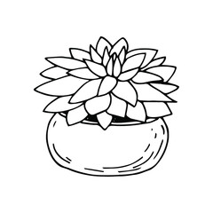 succulent in a round pot, hand drawn, vector illustration, doodle, sketch, isolated, black and white