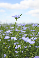 Closeup view of beautiful blooming flax field