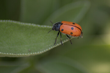Mariquita  en una hoja de una planta salvia 
