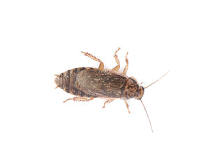 Brown cockroach isolated on white, top view. Pest control