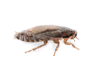 Brown cockroach isolated on white. Pest control