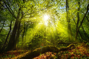 Dreamy green landscape scenery: a forest clearing with the sun shining through green foliage 