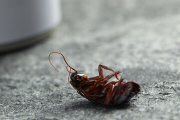 Dead brown cockroach on grey stone background, closeup. Pest control