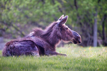 Moose