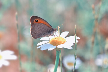 Closeup beautiful butterfly sitting on the flower in a summer garden