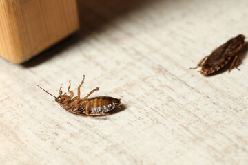 Brown cockroaches on white wooden background, closeup. Pest control
