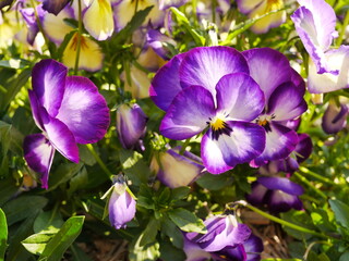 Fototapete bei efototapeten.de bestellen   