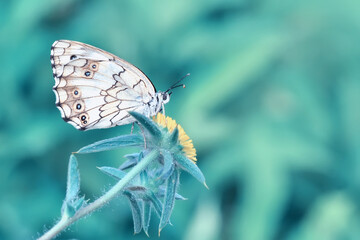 Closeup beautiful butterfly sitting on the flower in a summer garden