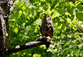 The great horned owl is a large owl native to the Americas. It is an extremely adaptable bird with a vast range and is the most widely distributed true owl in the Americas.