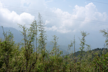 bamboo tree at edge of hill