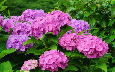 2020年6月23日：東京都八王子市の自宅敷地の紫陽花を撮る
