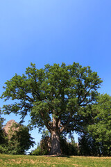 Imponente quercia centenaria, in un paesaggio collinare, si staglia sul blu del cielo in una giornata d’estate