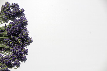 lavender frame on a white background with a place to insert text
