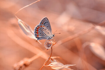 Closeup beautiful butterfly sitting on the flower in a summer garden

