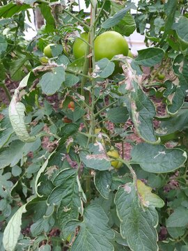 Tuta absoluta tomato