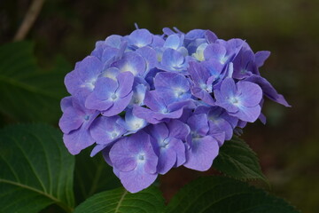 2020年6月23日：東京都八王子市の自宅敷地の紫陽花を撮る
