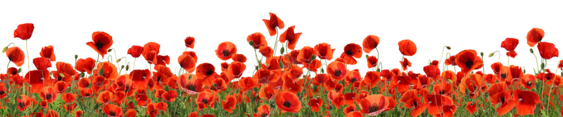 Obraz premium Piękne czerwone kwiaty maku na białym tle. Projekt banera