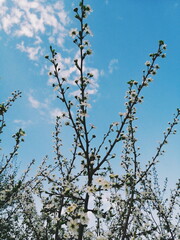 tree in spring