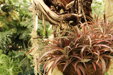 Dense aloe vera plant.  Aloe vera cultivation.