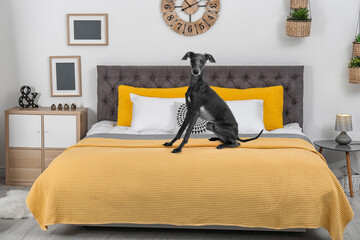 Cute Italian Greyhound dog on bed in room . Pet friendly hotel