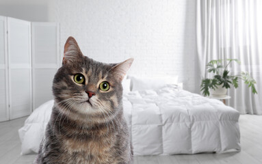 Cute cat in room, space for text. Pet friendly hotel