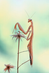 Close up of pair of Beautiful European mantis ( Mantis religiosa )