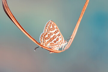 Closeup beautiful butterfly sitting on the flower in a summer garden
