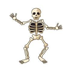 human skeleton icon isolated on white background. vector illustration	