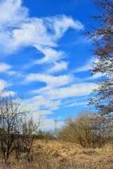 Obraz na płótnie Canvas Białe obłoki na niesamowicie niebieskim niebie wśród koron drzew. 