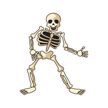 human skeleton icon isolated on white background. vector illustration	