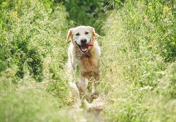 Funny dog running on sunny meadow