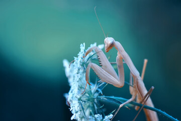 Close up of pair of Beautiful European mantis ( Mantis religiosa )