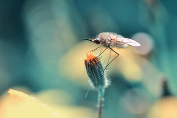 Macro shot of a  fly in the garden
