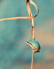 Beautiful Europaean Tree frog Hyla arborea 