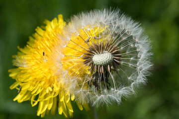 gelbe Löwenzahnblüte scheint durch eine Pusteblume hindurch