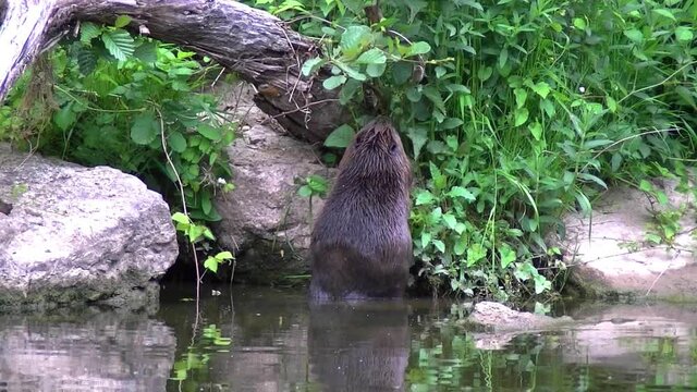 Eurasian beaver eating small branches on a river edge, Castor fiber