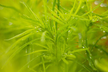 green grass with dew drops