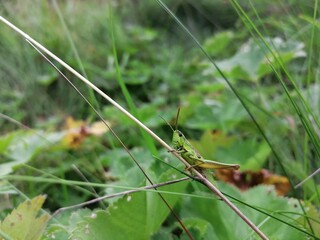 grasshopper on a grass