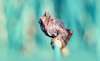 Macro shots, Beautiful nature scene green chameleon 