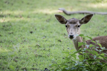 Fallow Deer looking in Camera