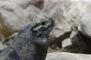 A Monitor Lizard Sits In A Cave On The Stones And Stares Intently At The Camera