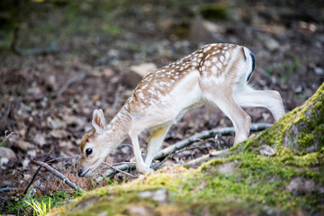 Fallow Deer Pup, Wildlife, Countryside