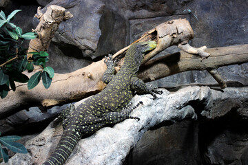 A Monitor Lizard Sits In A Cave On The Stones And Stares Intently At The Camera