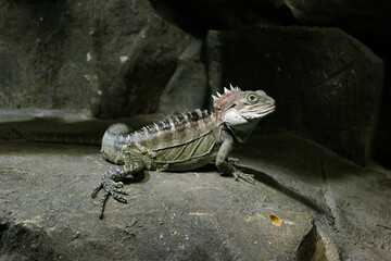A Lizard Sits In A Cave On The Stones And Stares Intently At The Camera