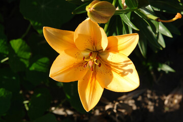 A close up of peachy yellow lily with a light scattering of spots in the bloom center. Lily of the 'Salmon Classic' variety (Longiflorum-Asiatic (L.A.) hybrid lily) in the garden