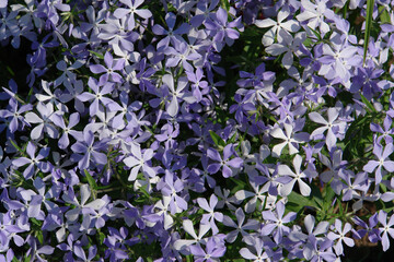 A close up of pale bluish-purple flowers of spreading phlox (Phlox diffusa), growing in the garden, top view