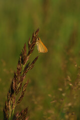 The small skipper (Thymelicus sylvestris) on a spikelet of wood small-reed or bushgrass (Calamagrostis epigejos) in the field, selective focus, natural green blurred background