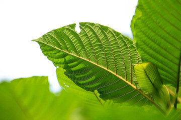 Mitragyna speciosa korth (kratom) grows in the south of Thailand.,Thailand,herb. a drug from plant to a category 5 in thailand.