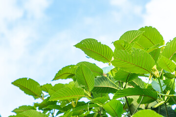 Mitragyna speciosa korth (kratom) grows in the south of Thailand.,Thailand,herb. a drug from plant to a category 5 in thailand.