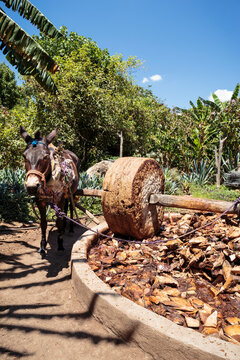 Vertical view of roasted hearts of agave plants or pi&ntilde;as crushed by grinding mill with stone wheel pulled by working donkey or mule. Distillation of Mezcal, alcoholic beverage making-process